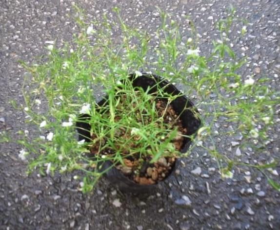 カスミソウ かすみ草 苗 ホワイト白 花木 植物 限定苗 メルカリ