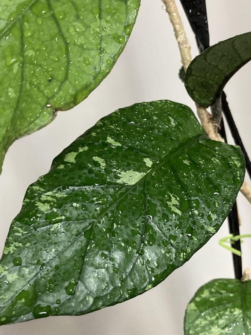 Hoya sp aceh takengon ホヤ 吊り鉢