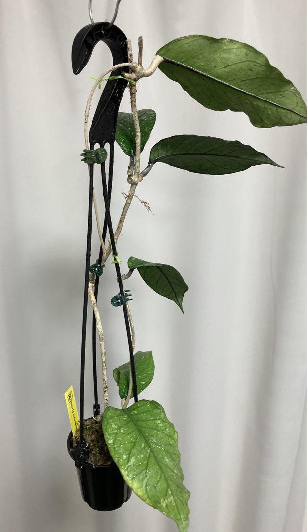 Hoya sp aceh takengon ホヤ 吊り鉢