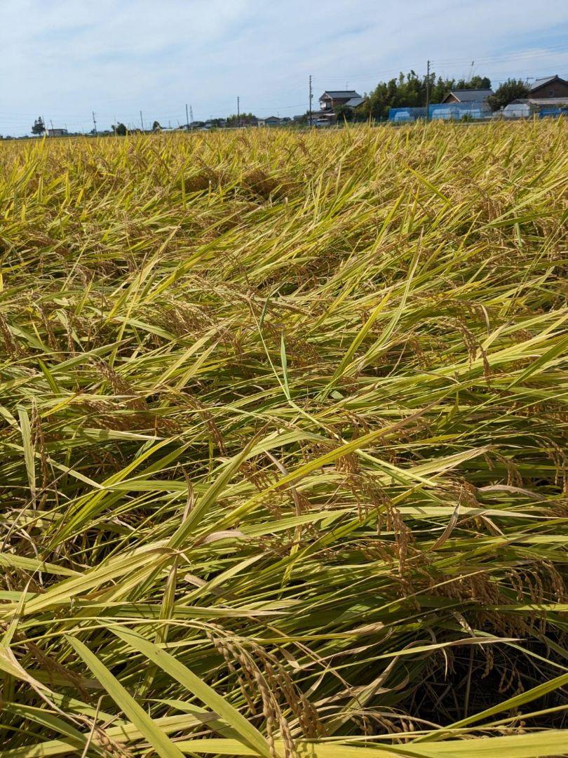 令和6年度新潟県産コシヒカリ2kg✕11袋 合計22kg