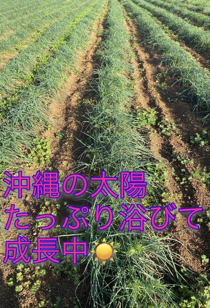 沖縄県産 島らっきょう　2kg 新鮮野菜 土・根付き