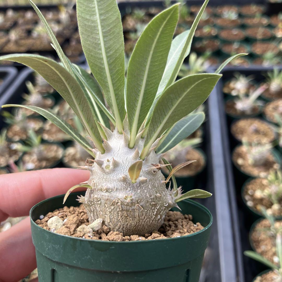 パキポディウム SP 実生 塊根植物 コーデックス グラキリス
