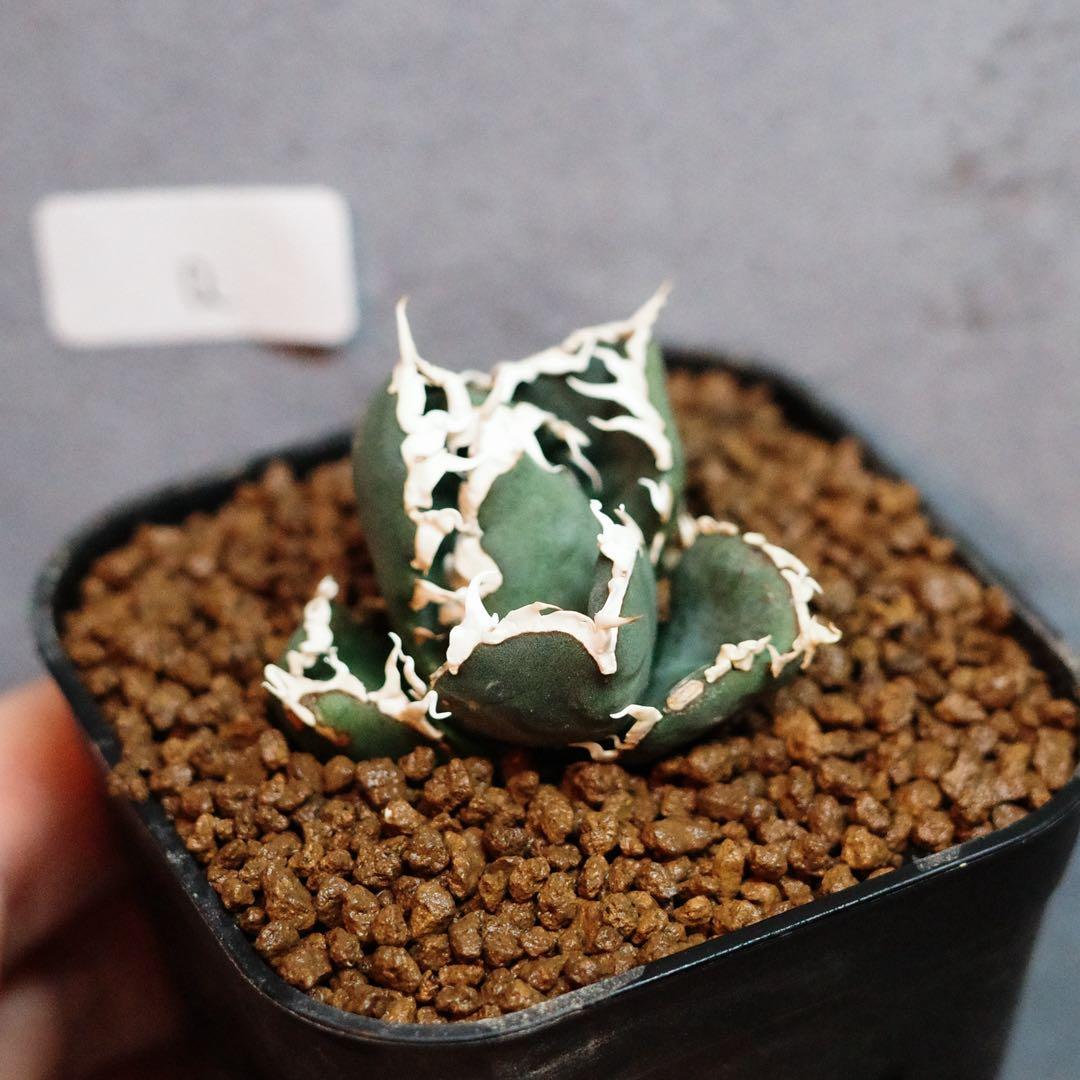 ぱ*う様 大好評!!アガベメイン!塊根19種セット希少品種あり ぱ*う様 大好評!!アガベメイン!塊根19種セット希少品種あり