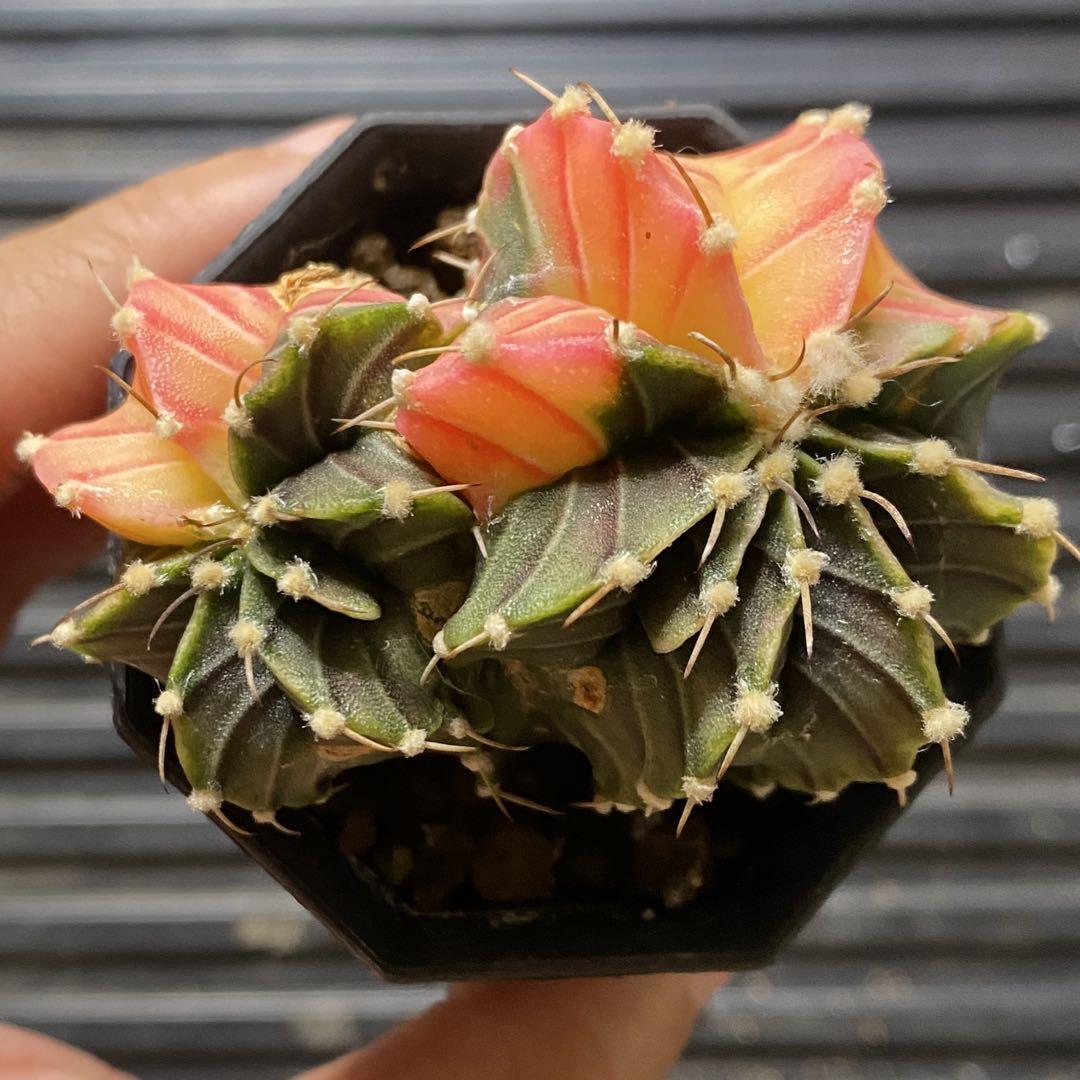 多肉植物 サボテン ギムノカリキウム ハイブリッド LB2178錦