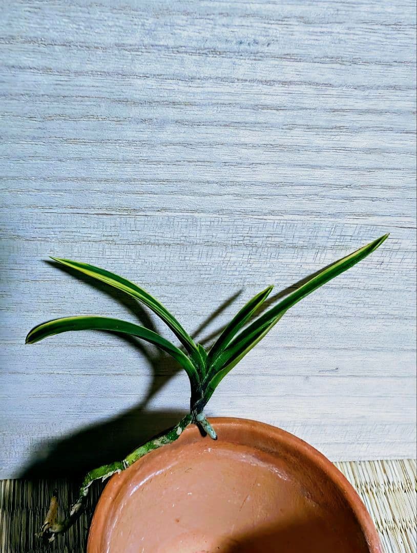 !友禅錦覆輪目立った傷や汚れなし