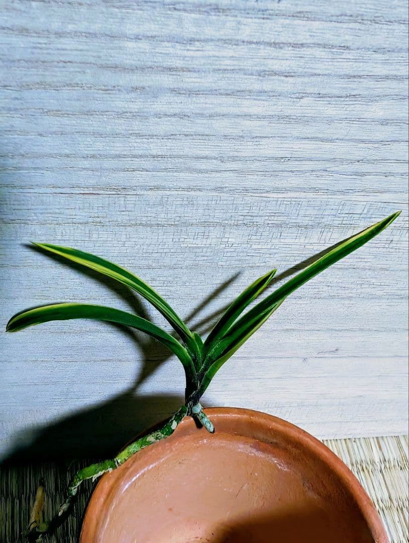 富貴蘭 必見 !友禅錦覆輪目立った傷や汚れなし YUZUMIYA_COM