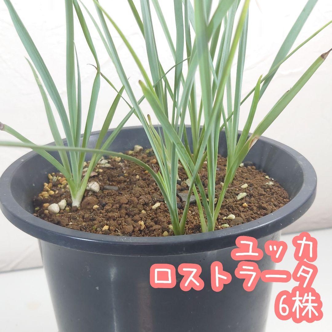 ユッカロストラータ 国内実生2株セットNo.15　ユッカリギダ ユッカロストラータ 国内実生2株セットNo.15 ユッカリギダ