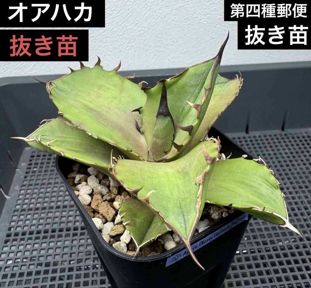 抜き苗アガベの選び方～初級～ | mana's green:塊根植物販売
