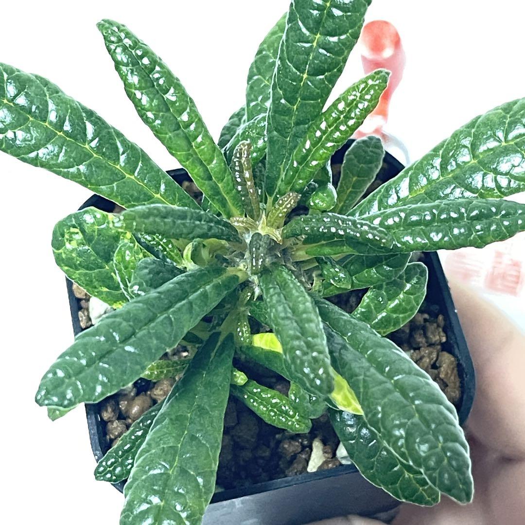 ④【塊根植物】ドルステニア ギガス 国内 実生 ドルステニア