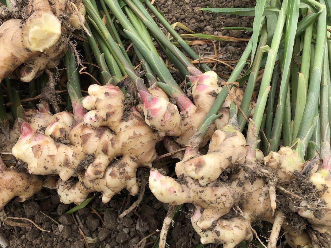 Masa plant 高知県産 生姜 しょうが B品 10kg 高知県産 生姜 しょうが B品 5kg - メルカリ