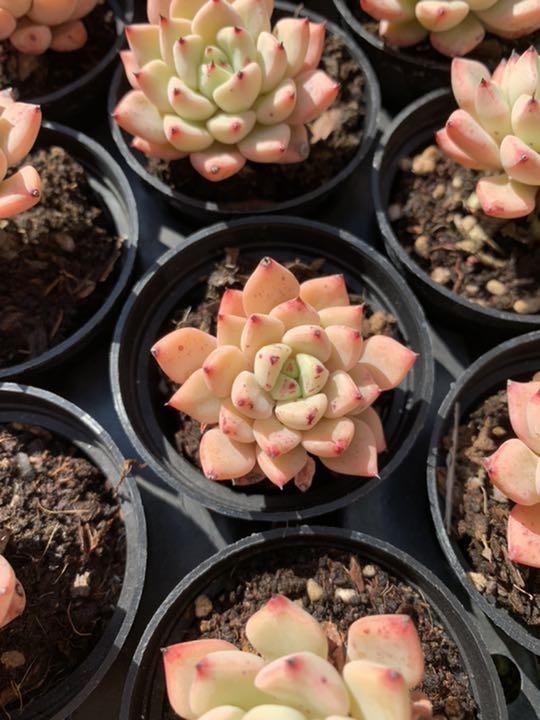 大特価‼️ レッドザラゴーサ 多肉植物 エケベリア 韓国苗