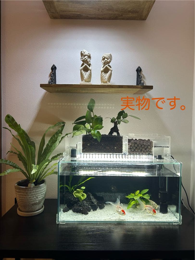 アクアリウム水槽　アクアポニックス水槽