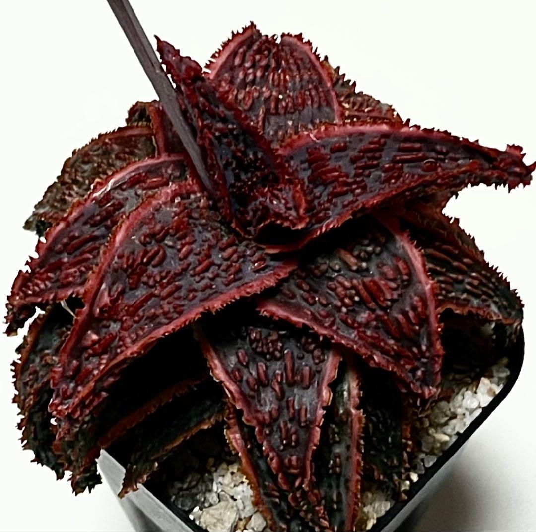 ◾️アロエTCTハイブリッド【子株】Aloe hyb 第四種 低重心 ワイド