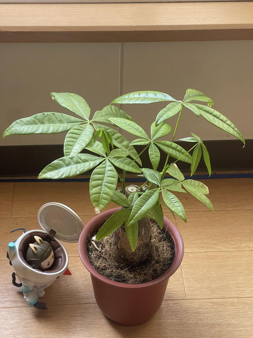 観葉植物　《パキラ》
