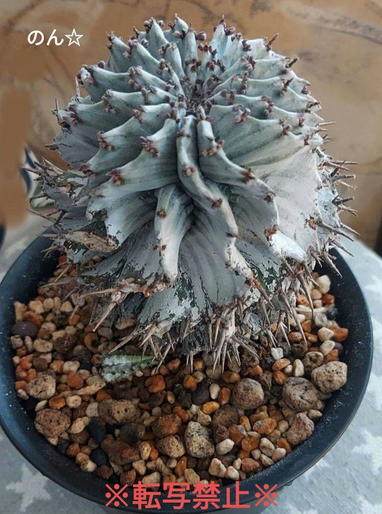ユーフォルビア ホリダ