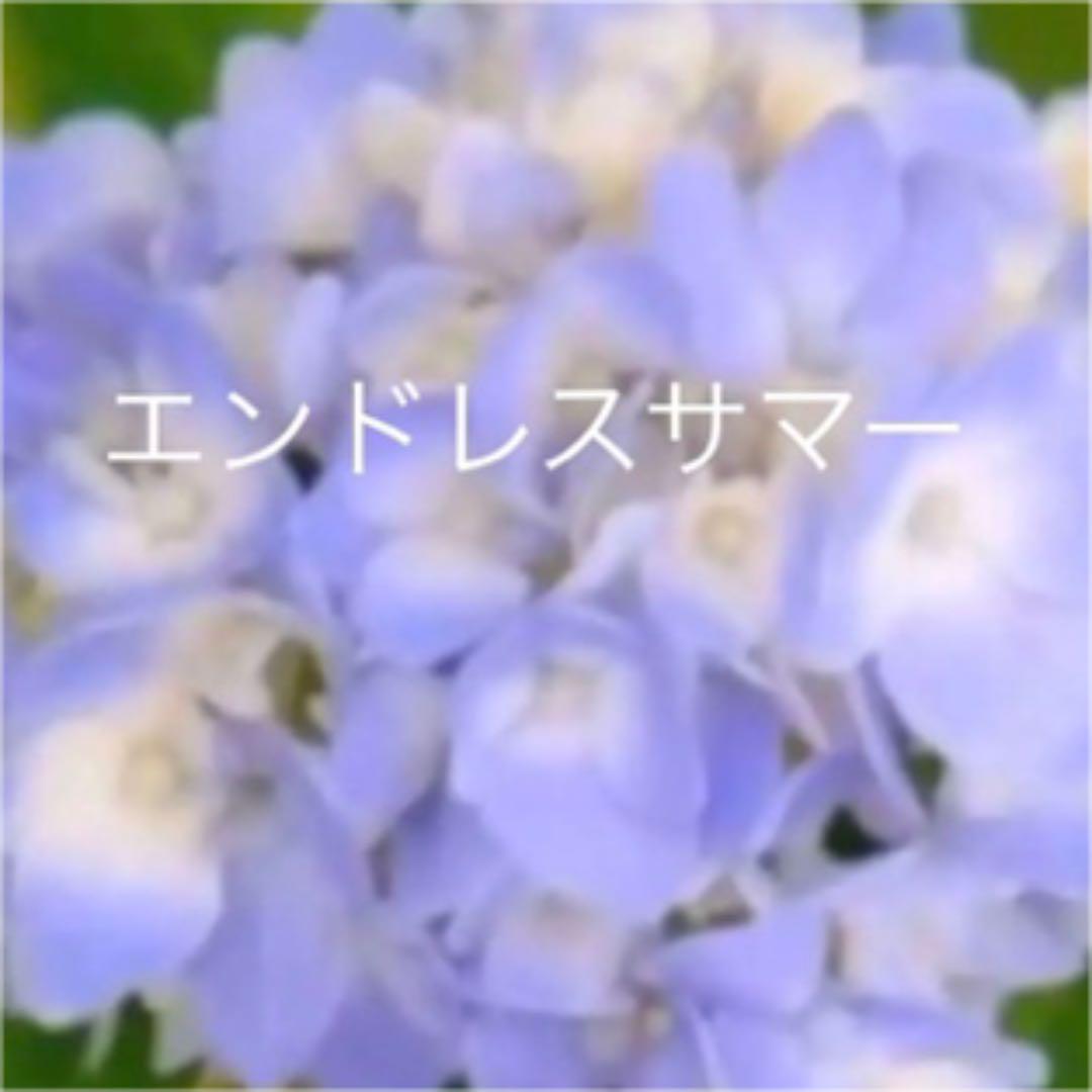 メルカリ 紫陽花 エンドレスサマー 苗a 二季咲き 9cmポットごと発送 植物 観葉植物 998 中古や未使用のフリマ メルカリ 紫陽花 エンドレスサマー 苗a 二季咲き 9cmポットごと発送 植物 観葉植物 998 中古や未使用のフリマ