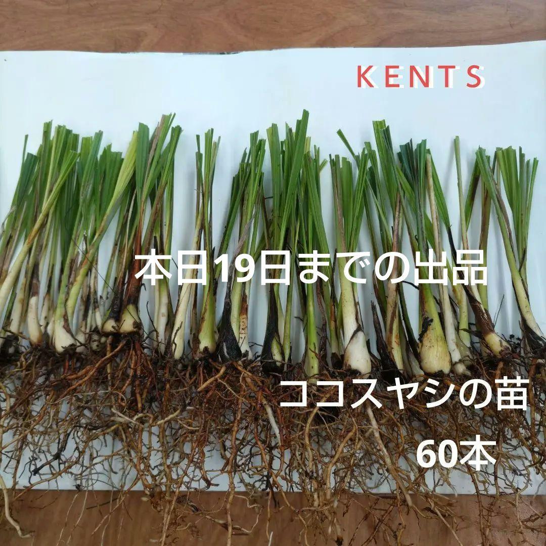 ココスヤシの苗　２年３年生苗　60本セット　観葉植物