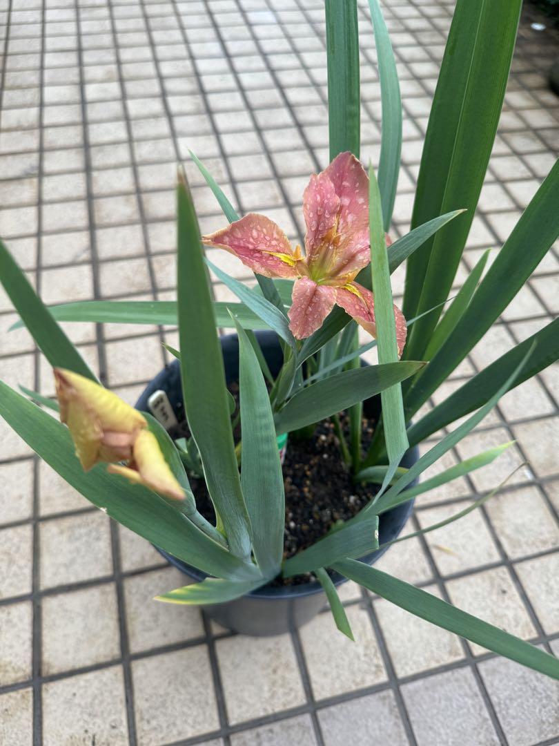 空と天　壷型クレマチス　清明　6号鉢　開花株　送料無料♥　可愛い✨️ 壺型クレマチス開花株【清明Mシリーズ】【希少】6号 - メルカリ