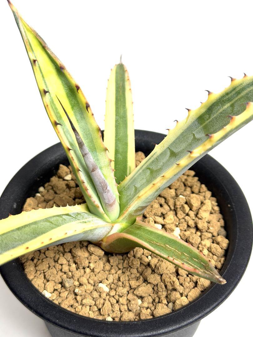 アガベ　サルミアナフェロックス　バリエガータ　agave フェロックス錦