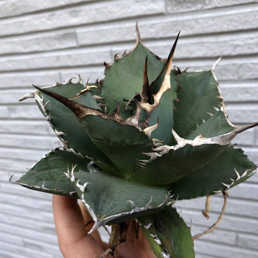 SALE品質保証 多肉植物アガベ 台湾からの輸入子株付 9CBu1-m79922298491 チタノタ白鯨厳選極上棘極美株 定番送料無料