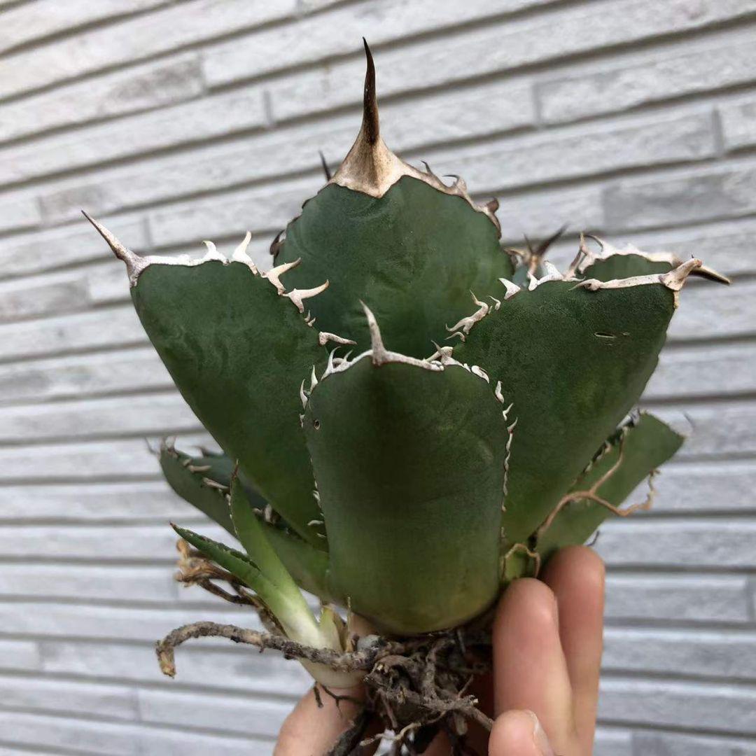 SALE品質保証 多肉植物アガベ 台湾からの輸入子株付 9CBu1-m79922298491 チタノタ白鯨厳選極上棘極美株 定番送料無料