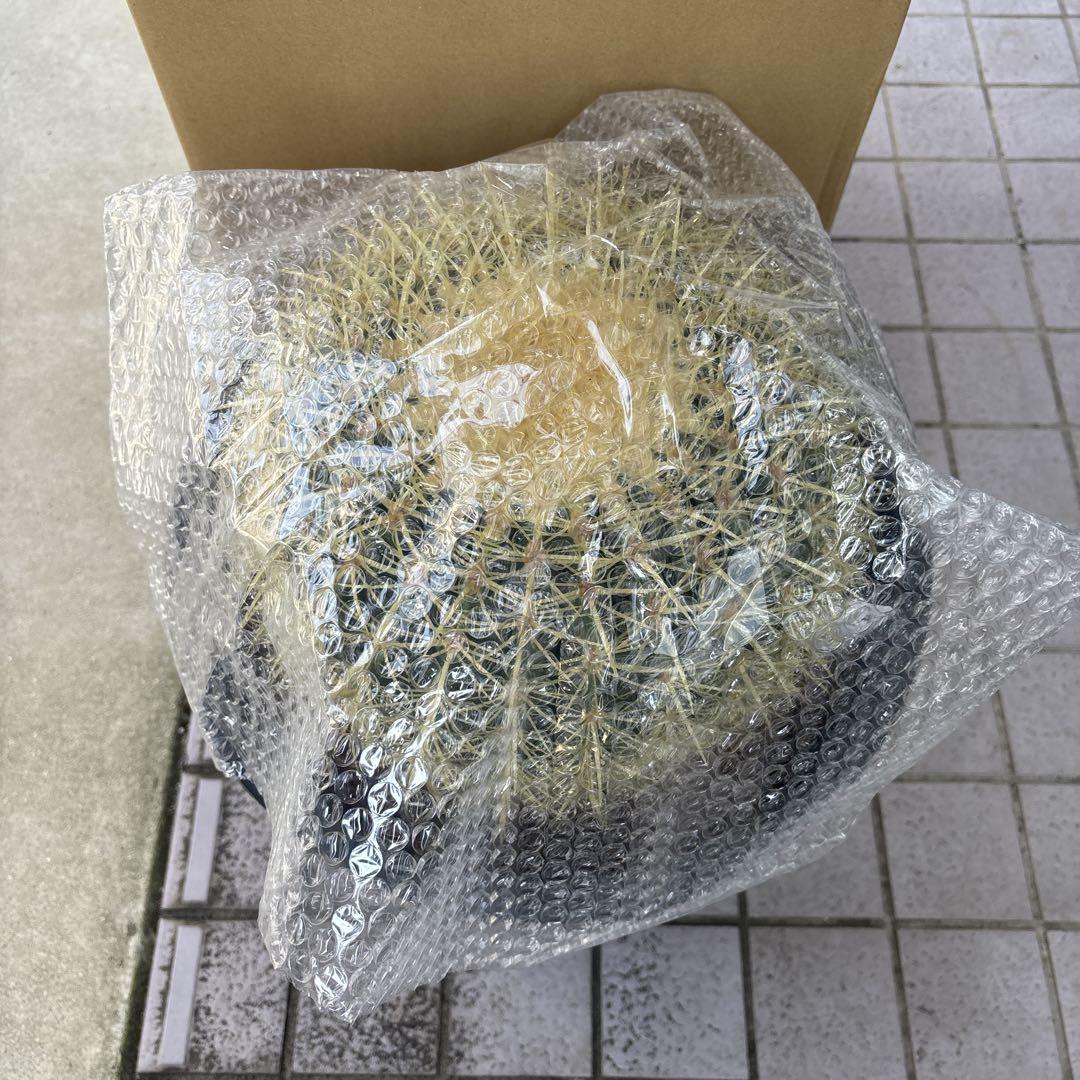 購入できます　現品発送　キンシャチ⭐︎金鯱12号⭐︎36cmセーナリー鉢