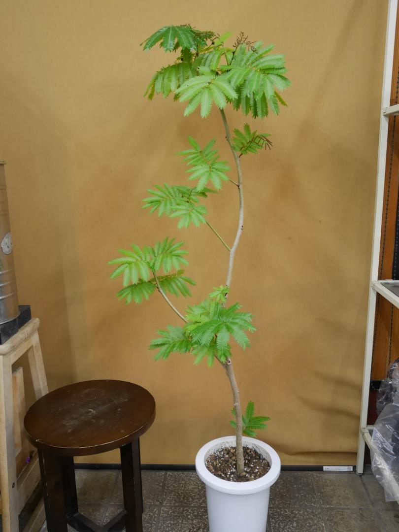 フ*ン様 エバーフレッシュ　曲がり　観葉植物　約125センチ　1