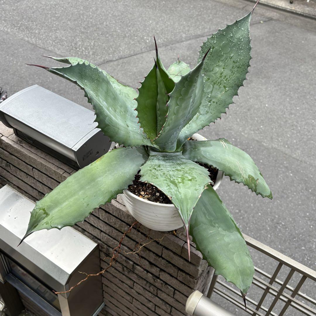 エバーフレッシュ曲がり❗️大型観葉植物！高140◎！樹形綺麗