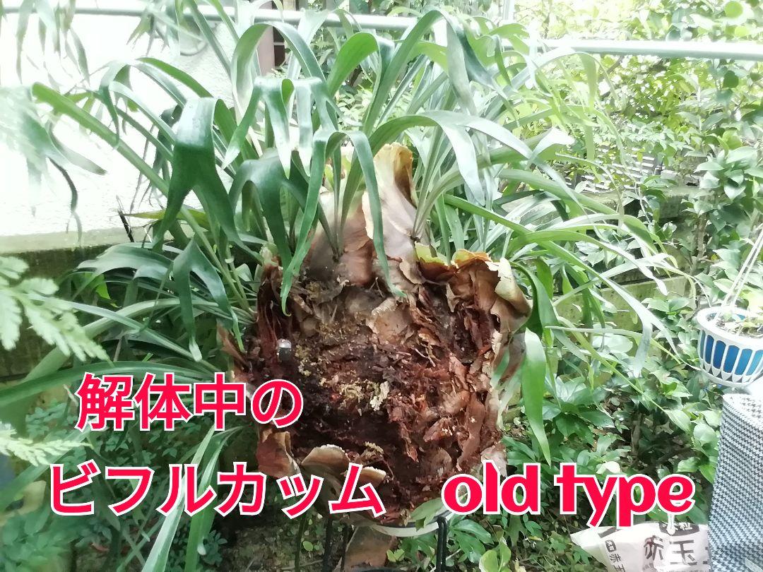 ビカクシダ P.bifurcatum old type 希少株 大株 - メルカリ