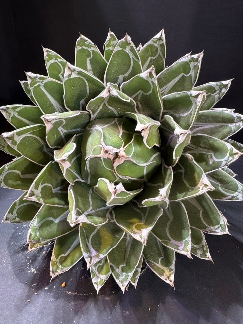 アガベ ダルマ笹の雪