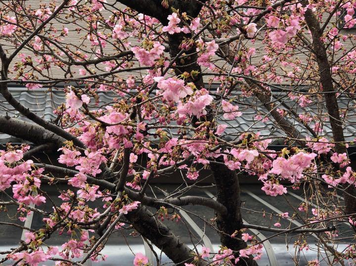 河津桜　樹齢14年