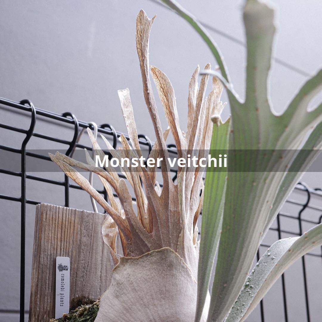 P.veitchii #1 monster veitchii 親株 ビカクシダ（Monster