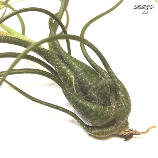 メルカリ チランジア ブッツィー M Size エアープランツ ティランジア 植物 観葉植物 600 中古や未使用のフリマ