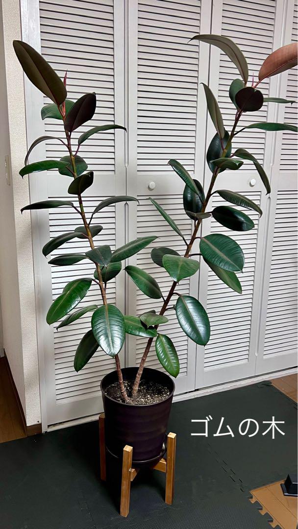 【大型観葉植物】ゴムの木 1.4メートル※直接渡し希望