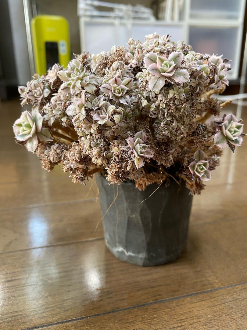 多肉植物　アオエニウム　サンバースト綴化