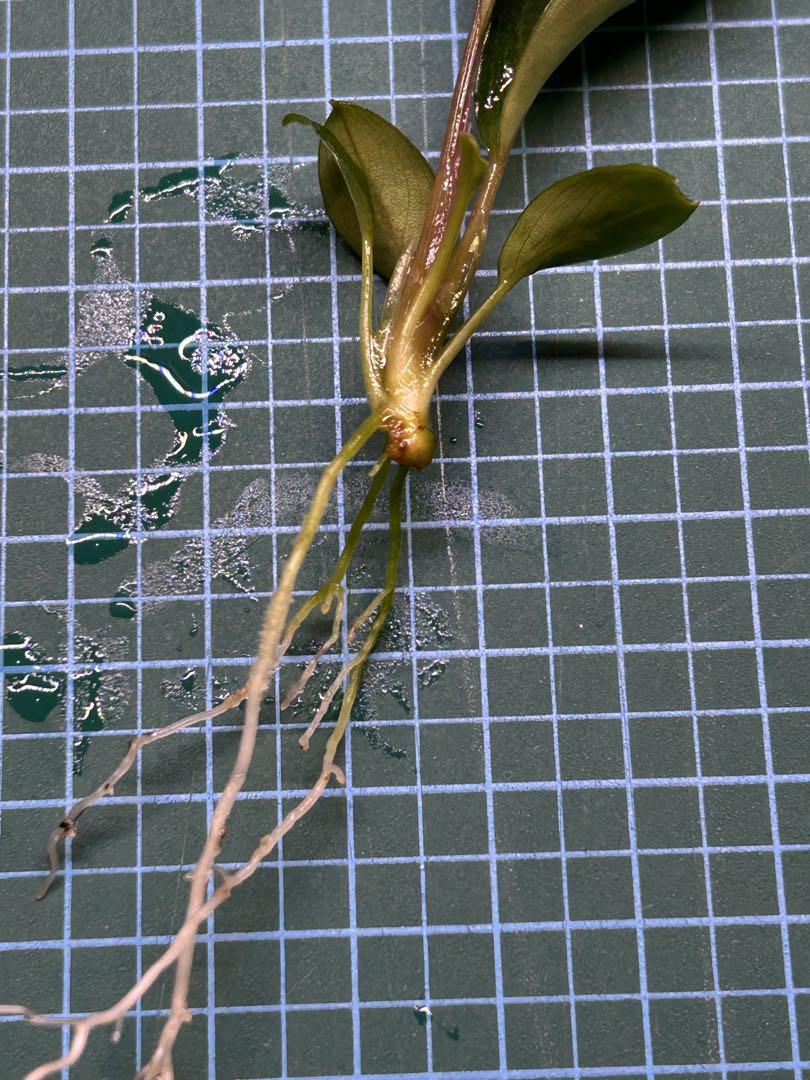 TB便】Bucephalandra sp.Pearl gray 水上育成株低 価格
