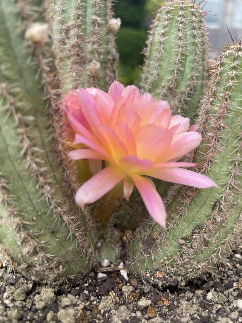 多肉植物 花サボテン 白檀ペルラ ディ ヴェローナ - メルカリ