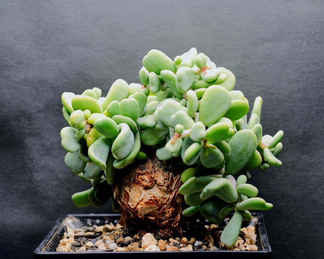 ケラリア ピグマエア 現地株 ケラリアピグマエア 匿名配送 雌株 ♀やや傷や汚れあり YUZUMIYA_COM