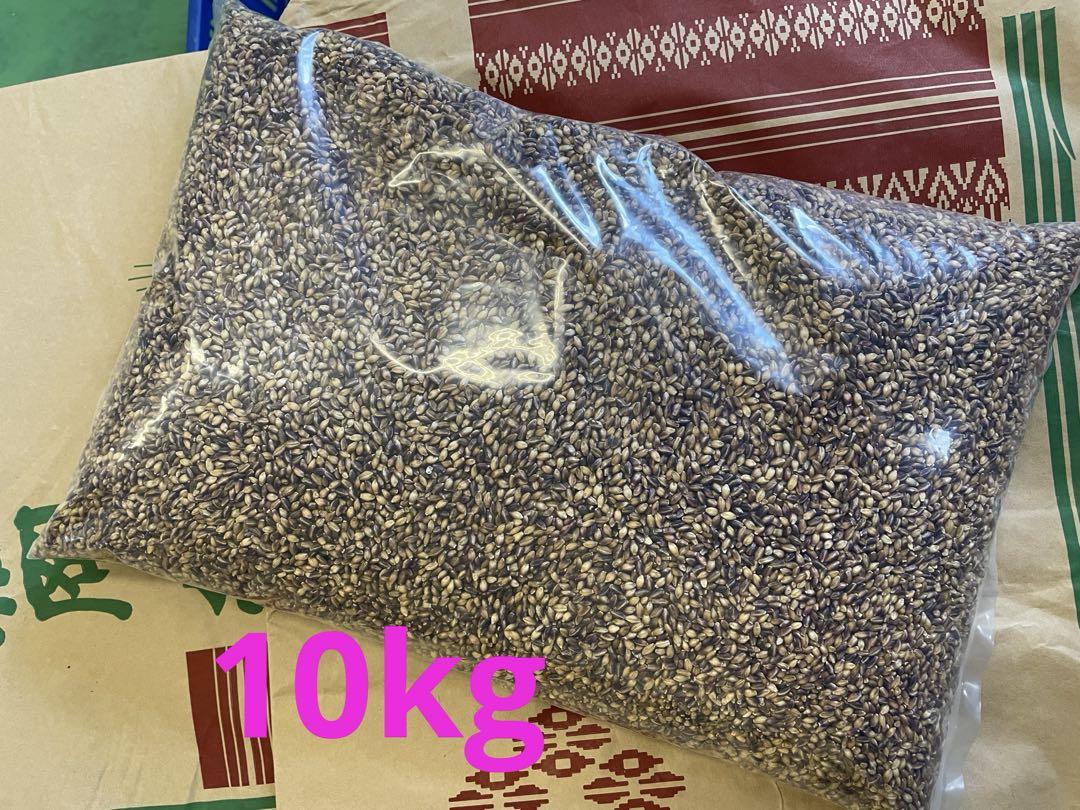 自家栽培　もち麦ダイシモチ10kg