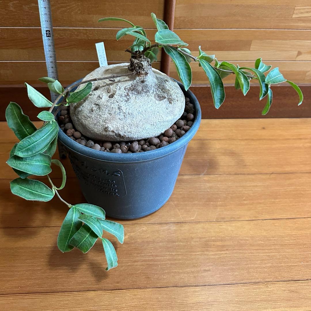 塊根植物