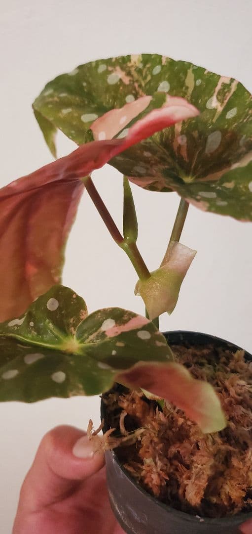 Begonia