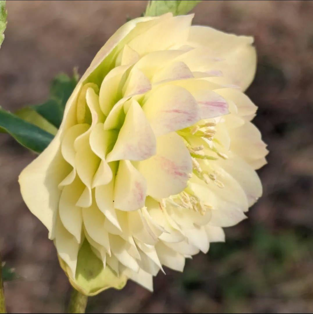 加藤農園 クリスマスローズ リトルアフロディーテ株分けやや傷や汚れあり YUZUMIYA_COM