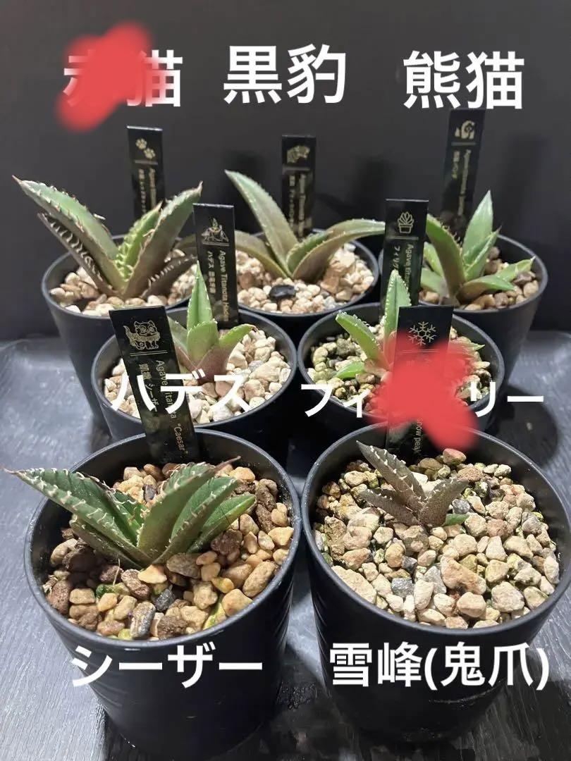 多肉植物 ハオルチア 霓虹燈オブツーサ錦 鮮明錦 （新品】【多肉