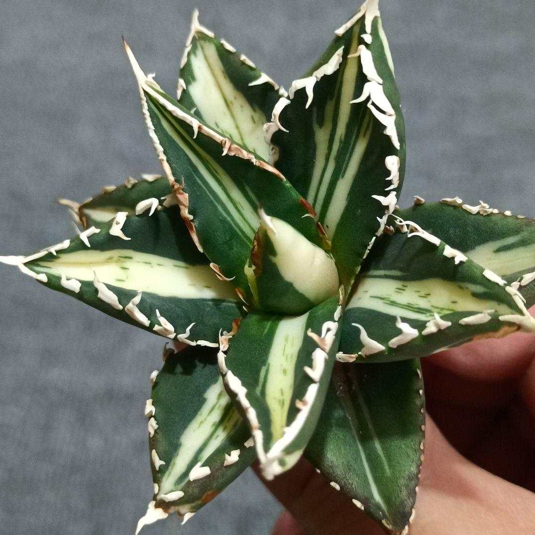 A138 特選 アガベ チタノタ 狼人錦 極上斑入り 特殊錦永久中斑錦 安定