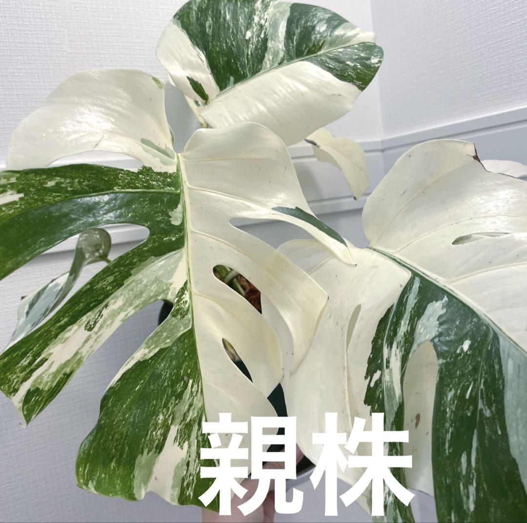 鉢ごと発送】斑入りモンステラ 4節付き小苗G発根株 - メルカリ