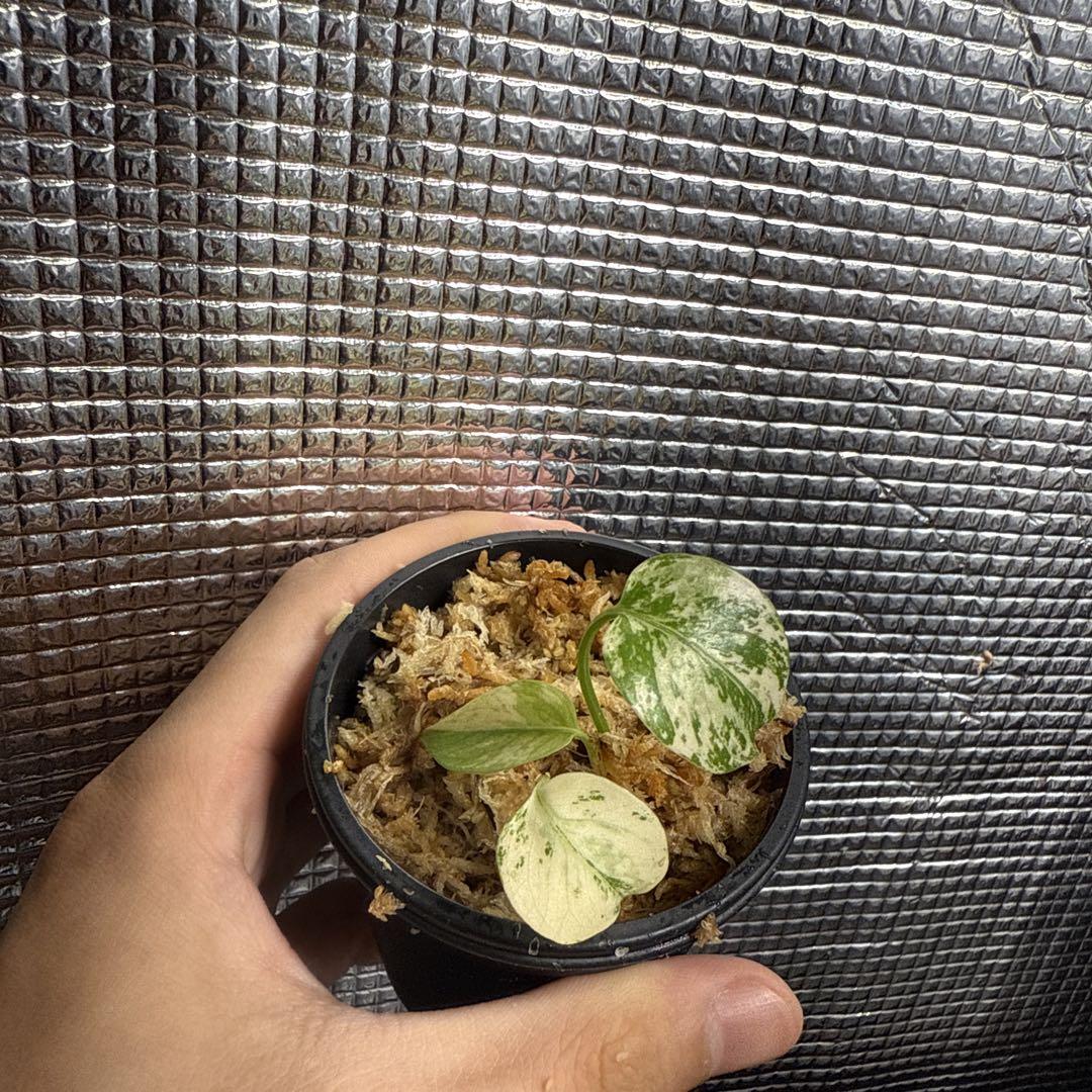 モンステラ デリシオーサ ミント