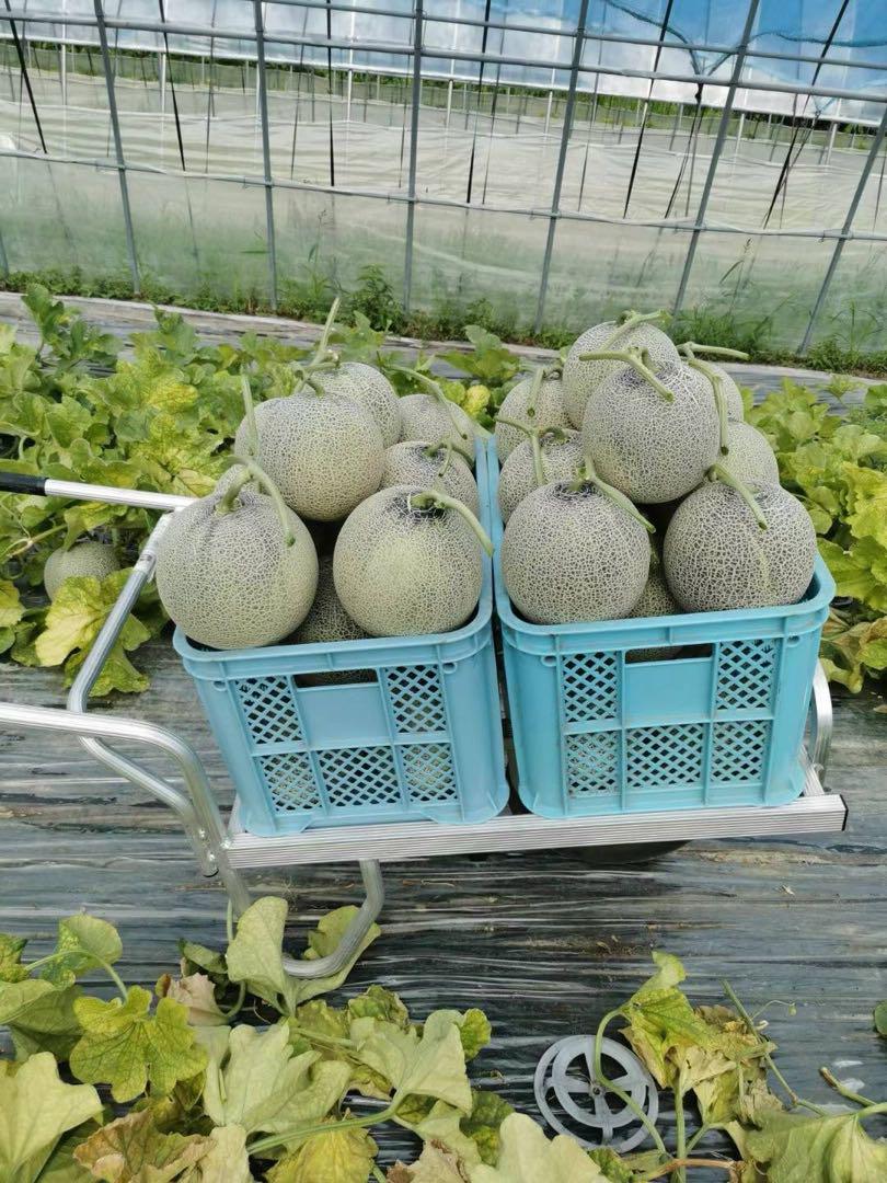 卸売 通販食品・飲料・酒 - 訳あり北海道 富良野メロン 高級 赤