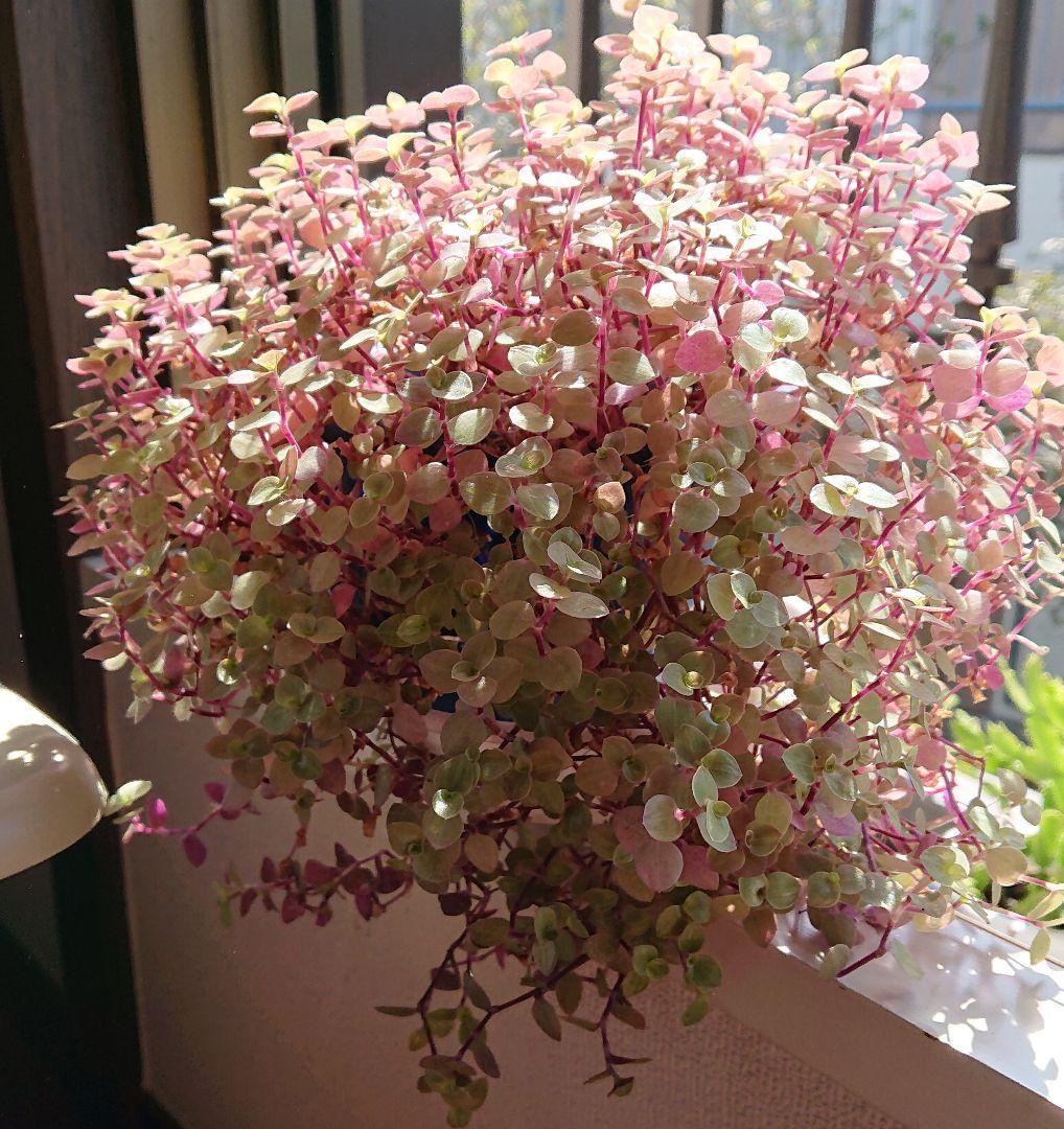 メルカリ カリシアレペンス 多肉植物 カット苗 植物 観葉植物 300 中古や未使用のフリマ メルカリ カリシアレペンス 多肉植物 カット苗 植物 観葉植物 300 中古や未使用のフリマ