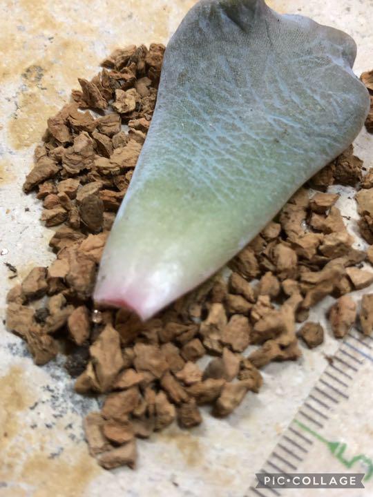 高評価 多肉植物 クリスぺートビューティ♡希少葉挿し⑦ 発根済 Buh7L-m80375428103 正規品定番