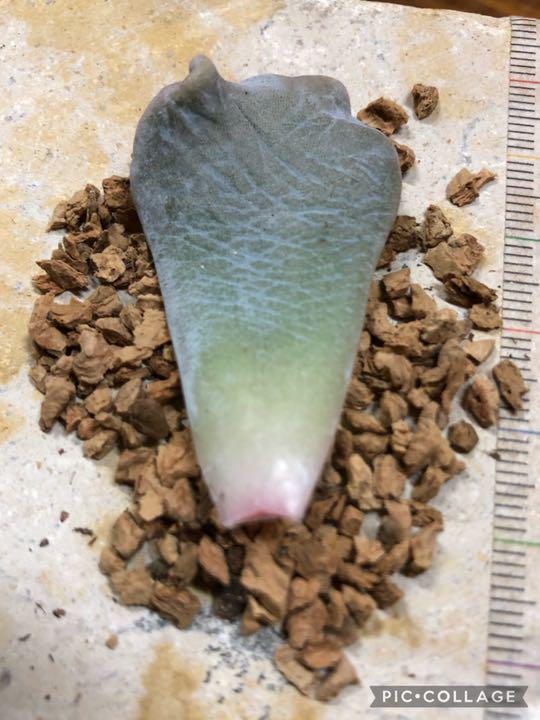 高評価 多肉植物 クリスぺートビューティ♡希少葉挿し⑦ 発根済 Buh7L-m80375428103 正規品定番